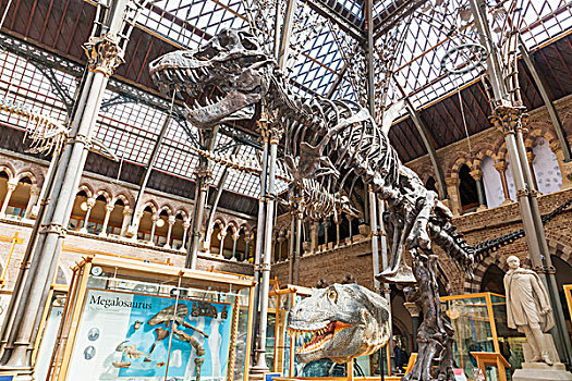 英格兰,牛津,自然博物馆,展示,恐龙