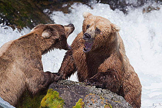 大灰熊,棕熊,一对,争斗,秋天,阿拉斯加