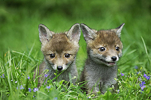 红狐,狐属,两个,小动物,草