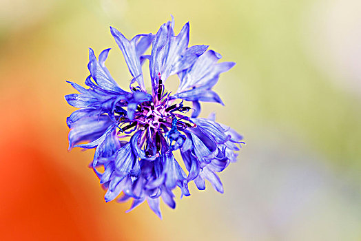 矢车菊,花,蓝色,俯视