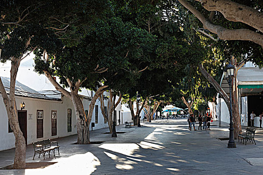 广场,树,兰索罗特岛,加纳利群岛,西班牙,欧洲