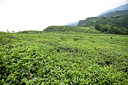 茶园茶叶