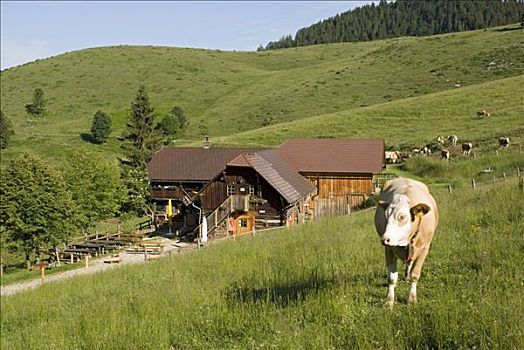 高山牧场,国家公园,上奥地利州,欧洲