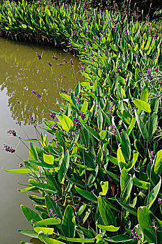 湿地,水生植物