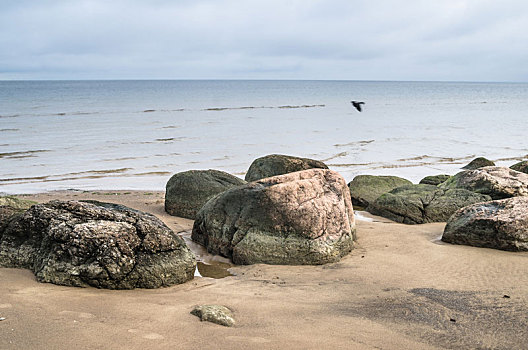 岩石,海滩,海湾地区,芬兰,爱沙尼亚