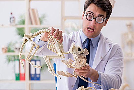 有趣,疯狂,教授,学习,动物,骨骼