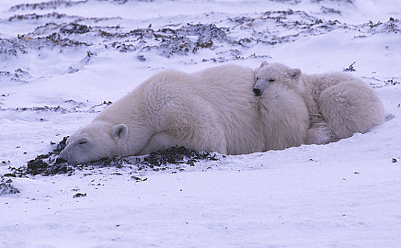 北极熊,休息,幼兽,雪中,邱吉尔角,曼尼托巴,加拿大