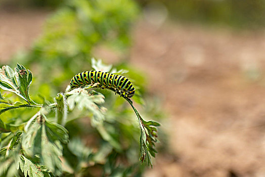 茴香虫