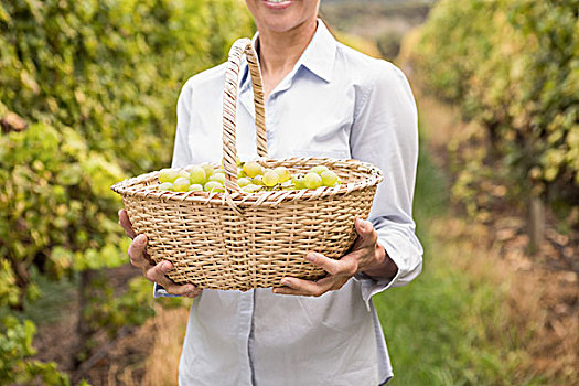 微笑,女人,拿着,篮子,绿葡萄,头像,葡萄酒厂