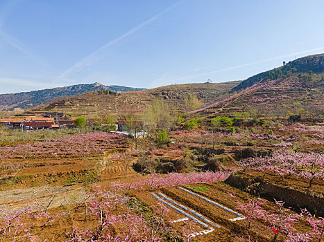 沂蒙山区百万亩桃花盛开