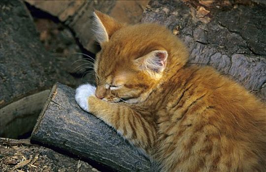 橙色,斑猫,小猫,睡觉,木堆