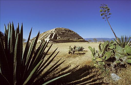 墨西哥,瓦哈卡,金字塔,植物,仙人掌