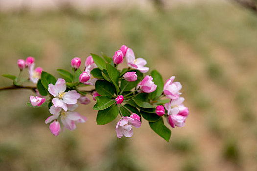 紫荆花,海棠花