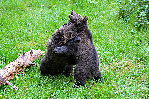 欧洲,棕熊,两个,幼兽,争斗,巴伐利亚,德国