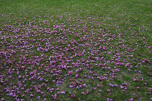 草地上的粉色花瓣