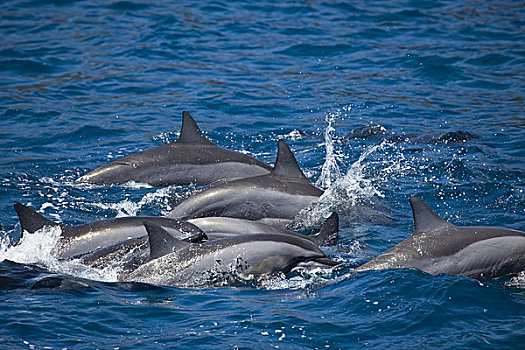 夏威夷,飞旋海豚,长吻原海豚,表面,空气