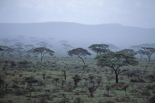 坦桑尼亚,塞伦盖蒂,降雨