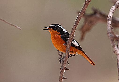 橙尾鸲莺,成年,雄性,唱,栖息,细枝,摩洛哥,非洲