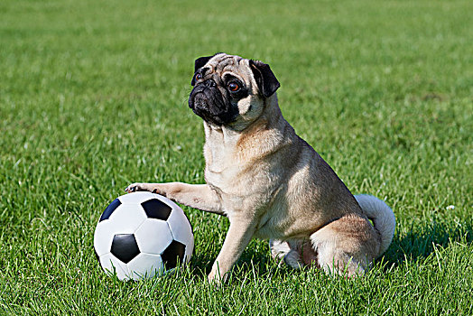 哈巴狗,足球