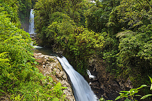 瀑布,雨林,阿拉胡埃拉,省,哥斯达黎加,北美