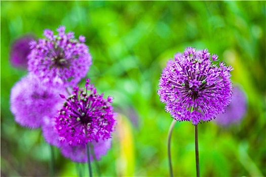 盛开,紫色,花葱,葱属植物
