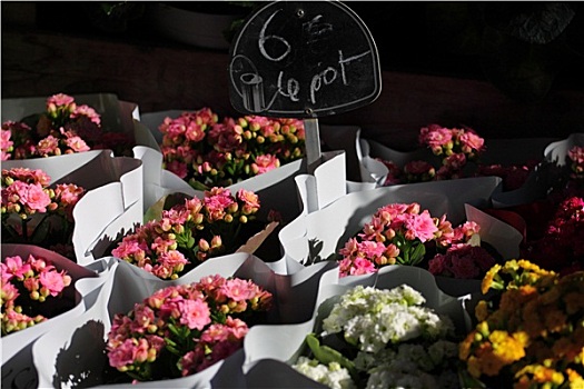 品种,花,售出,市场,巴黎