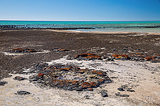 西澳大利亚澳大利亚印度洋鲨鱼湾哈美林池自然景观世界海洋遗产保护区蓝藻蓝菌层叠岩层叠石迭层石westernaustraliaindianoceansharkbayhamelinpool