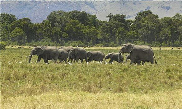 非洲,灌木,大象,非洲象,牧群,湿地,马赛马拉,肯尼亚