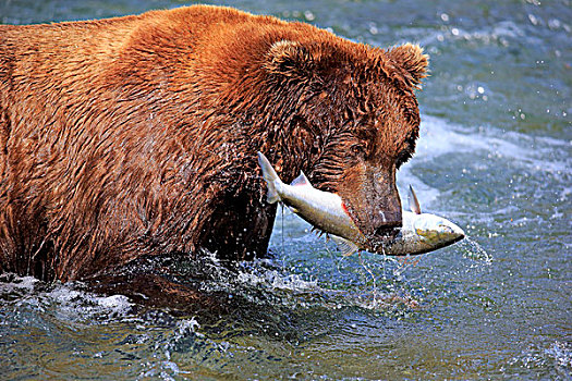 大灰熊,棕熊,成年,水,抓住,三文鱼,布鲁克斯河,卡特麦国家公园,保存,阿拉斯加,美国,北美