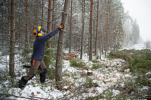 伐木工,推,树,芬兰