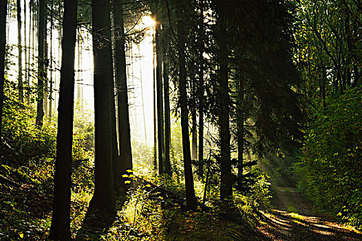 阳光,树林,莱茵兰普法尔茨州,德国