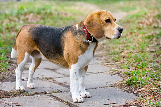 克里小猎犬图片