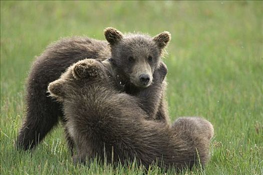 大灰熊,棕熊,两个,一岁,幼兽,打闹,卡特麦国家公园,阿拉斯加