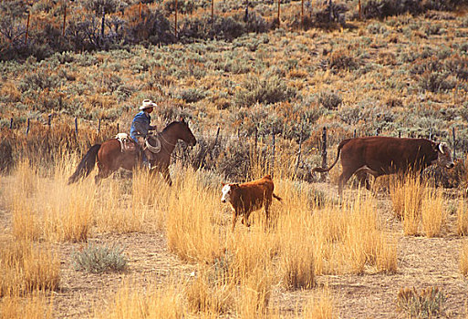 牛仔,放牧,牛,山脊,加利福尼亚,靠近