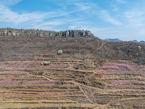 蒙阴岱崮地貌桃花开