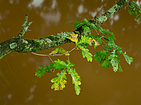 枝条,秋叶,上方,溪流,靠近,普拉蒂纳特,树林,莱茵兰普法尔茨州,德国