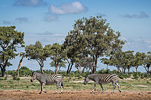 斑马,跑,依次,风景,树,萨维提,乔贝国家公园,乔贝,地区,博茨瓦纳,非洲