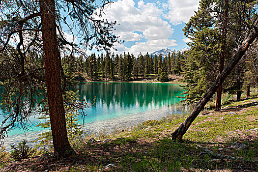 湖,围绕,树,碧玉国家公园,艾伯塔省,加拿大