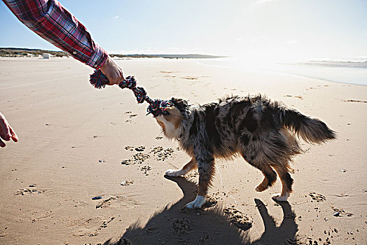 男人,狗,玩,绳索,海滩,局部