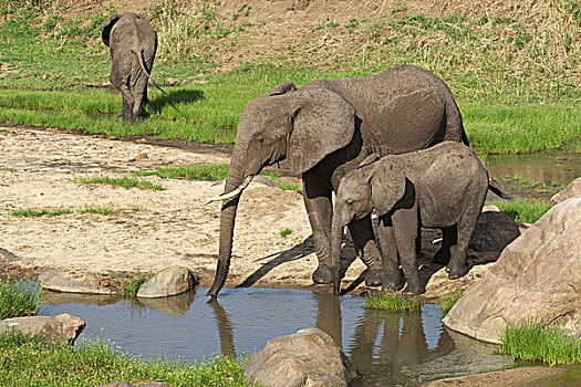 非洲,大象,坦桑尼亚