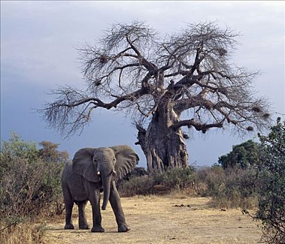 大象,看,威胁,正面,猴面包树,国家公园,南坦桑尼亚,干燥,天气,吃,吠叫,树,高矿物质,潮湿,满意
