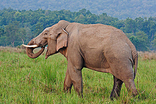 印度,亚洲象,獠牙动物,国家公园