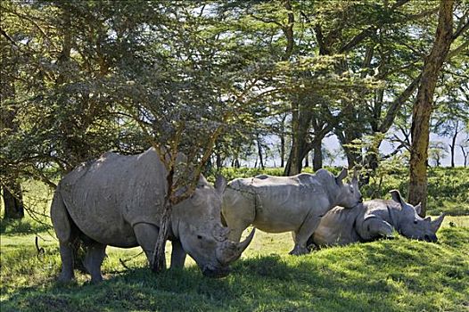 肯尼亚,纳库鲁湖国家公园,白犀牛