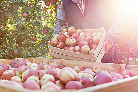 男性,农民,新鲜,收获,红苹果,晴朗,果园