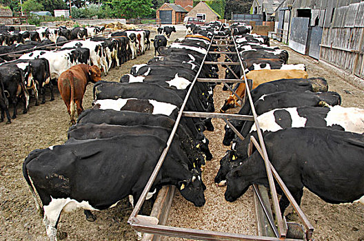 生活,牛,黑白花牛,弗里斯兰奶牛,乳牛,英格兰,英国,欧洲
