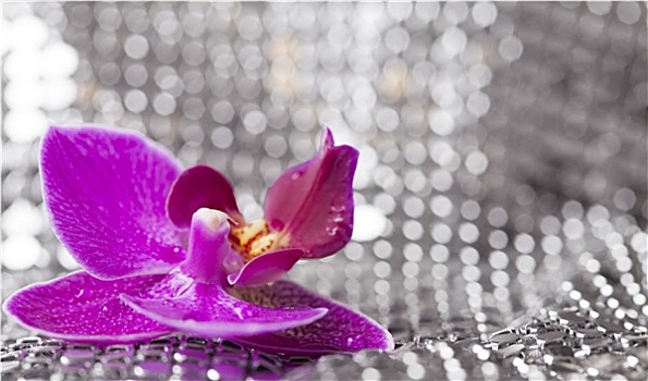 银,背景,紫色,兰花,水滴