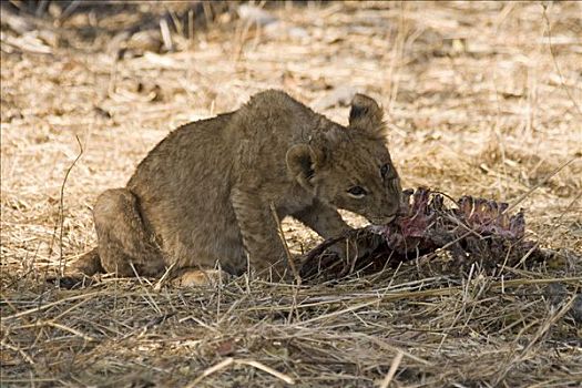 幼狮,狮子,吞吃,清新,杀,莫瑞米,野生动植物保护区,博茨瓦纳,非洲