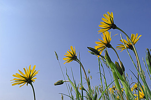 花,草地