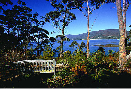 长椅,树,靠近,水,住宿,塔斯马尼亚,澳大利亚