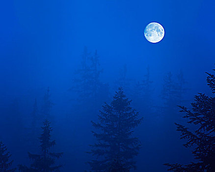 树林,雾,满月